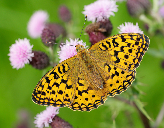 High Brown Fritillary Argynnis adippe