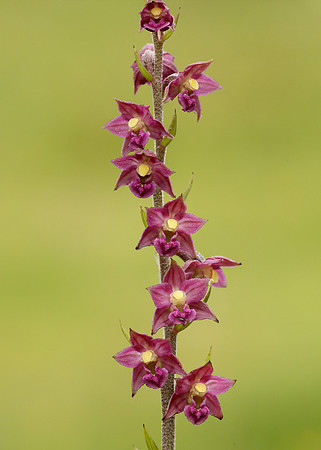 Dark Red Helleborine Epipactis atrorubens