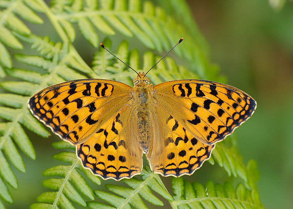 High Brown Fritillary Argynnis adippe
