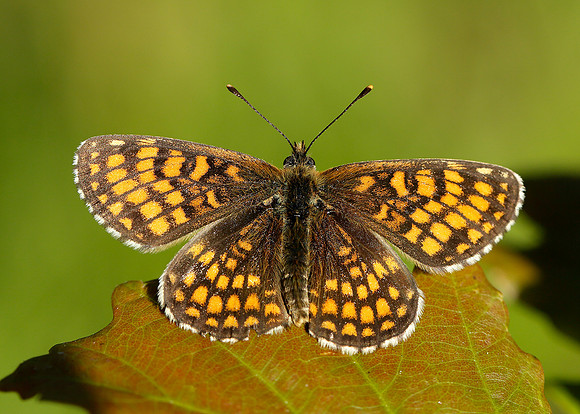 Heath Fritillary Melitaea athalia