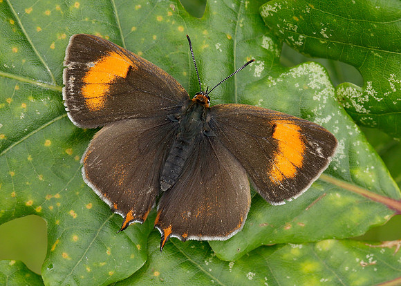 Brown Hairstreak Thecla betulae