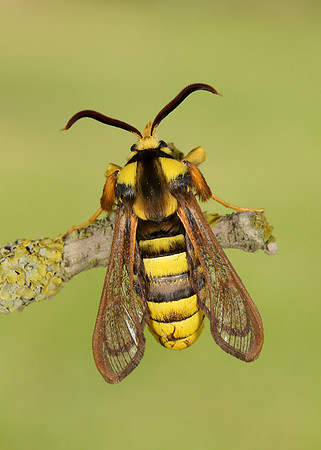 52.002 BF0370 Hornet Moth Sesia apiformis