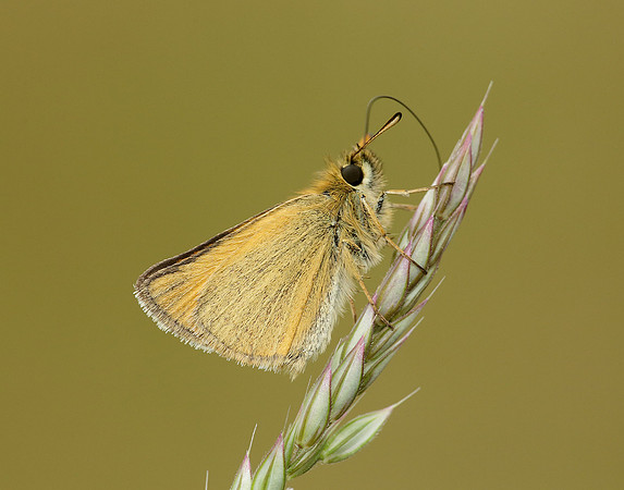Essex Skipper Thymelicus lineola