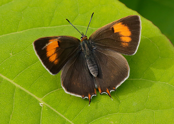 Brown Hairstreak Thecla betulae