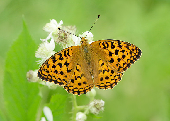High Brown Fritillary Argynnis adippe