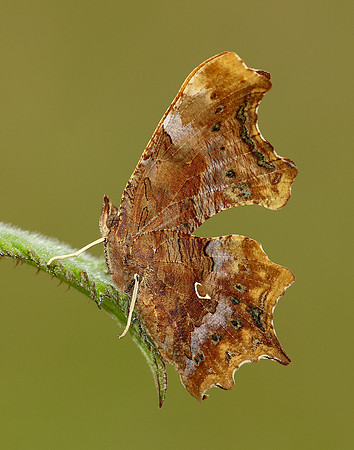 Comma Polygonia c-album