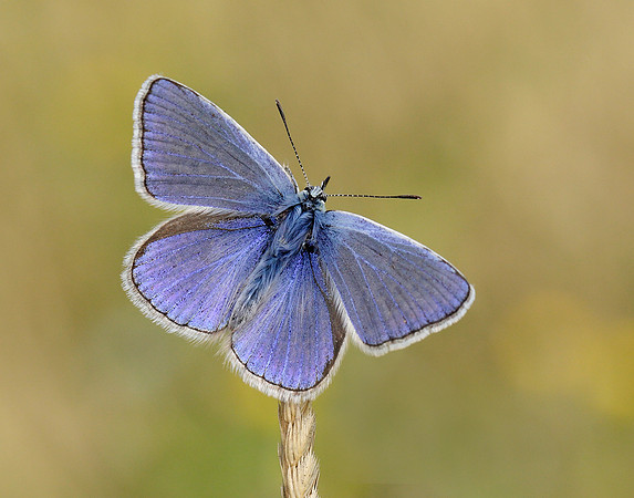 Common Blue Polyommatus icarus