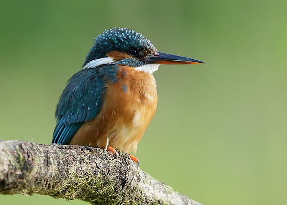 Kingfisher Alcedo atthis
