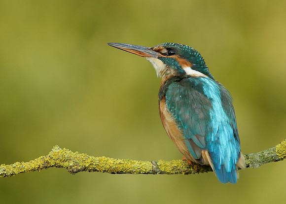 Kingfisher Alcedo atthis