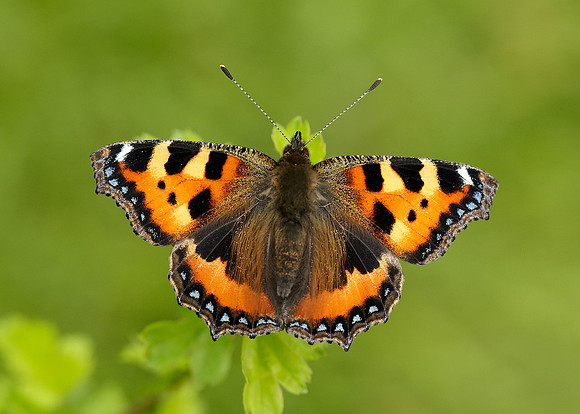 Small Tortoiseshell Aglais urticae