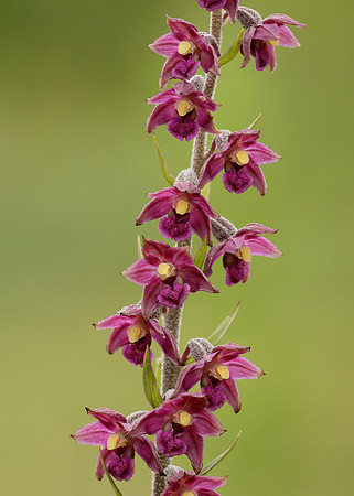 Dark Red Helleborine Epipactis atrorubens