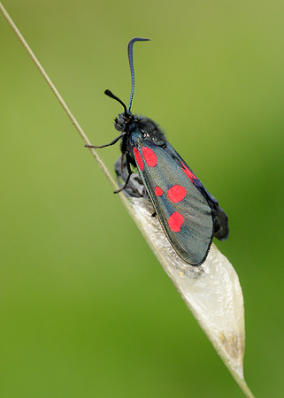54.009 BF0171 Narrow-bordered Five-spot Burnet Zygaena lonicerae