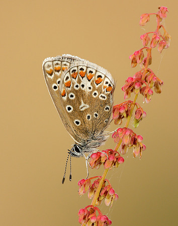 Common Blue Polyommatus icarus