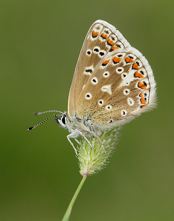 Common Blue Polyommatus icarus