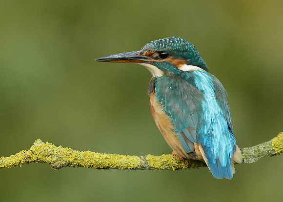 Kingfisher Alcedo atthis