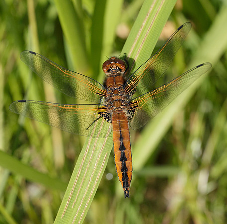 Scarce Chaser Libellula fulva