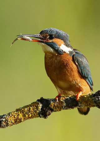 Kingfisher Alcedo atthis
