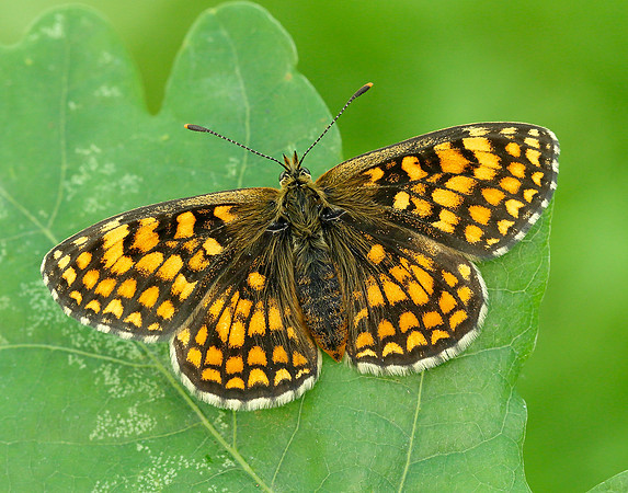 Heath Fritillary Melitaea athalia