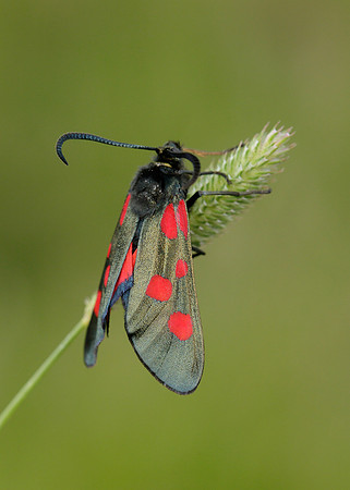 54.009 BF0171 Narrow-bordered Five-spot Burnet Zygaena lonicerae