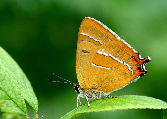 Brown Hairstreak Thecla betulae