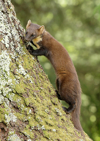 Pine Marten Martes martes