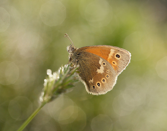Large Heath Coenonympha tullia polydama