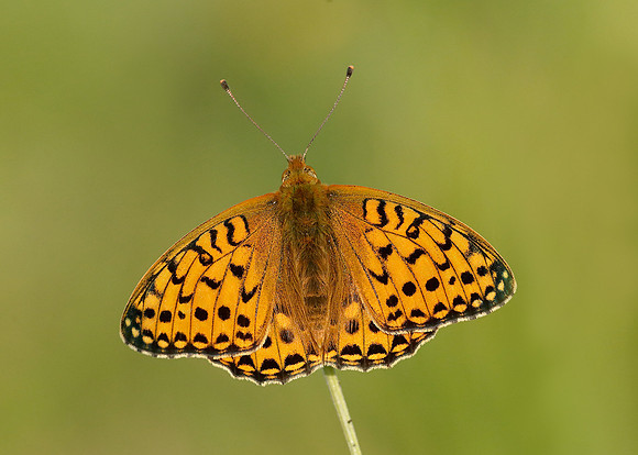 Dark Green Fritillary Argynnis aglaja