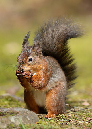 Red Squirrel Sciurus vulgaris