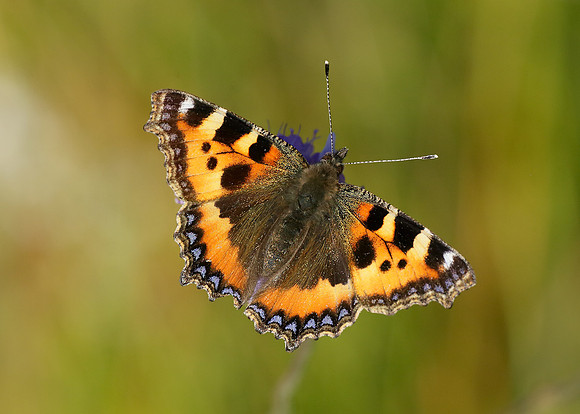 Small Tortoiseshell Aglais urticae