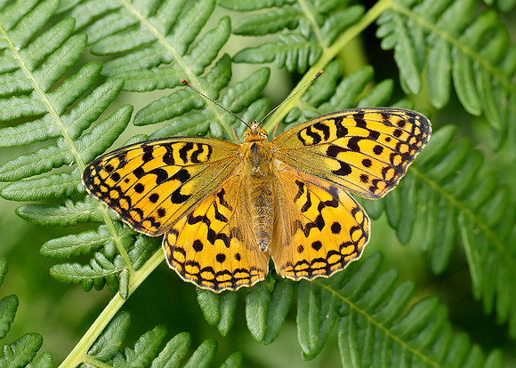 High Brown Fritillary Argynnis adippe