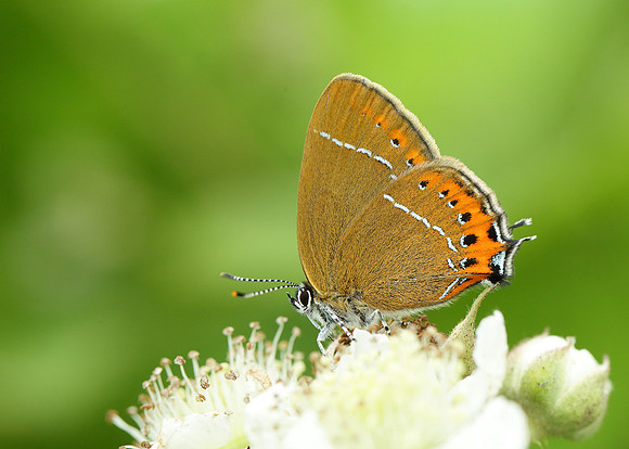 Black Hairstreak Satyrium pruni