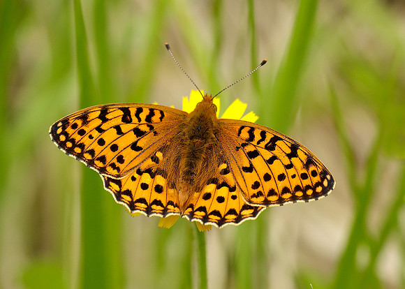 Dark Green Fritillary Argynnis aglaja