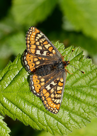 Marsh Fritillary Euphydryas aurinia