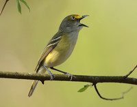 White-eyed Vireo Vireo griseus