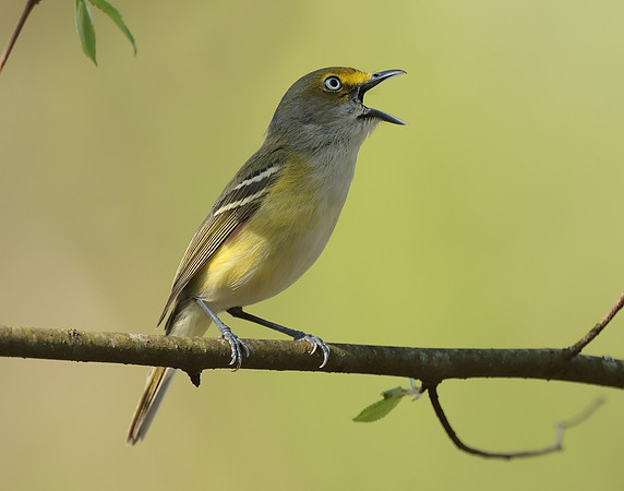 White-eyed Vireo Vireo griseus