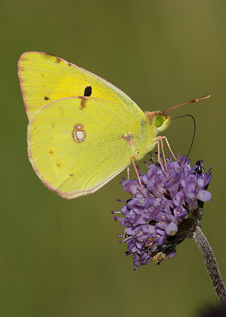 Clouded Yellow Colias croceus