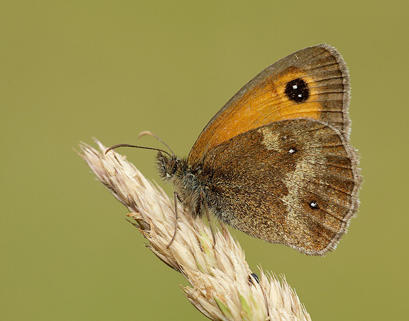 Gatekeeper Pyronia tithonus