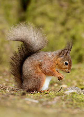 Red Squirrel Sciurus vulgaris