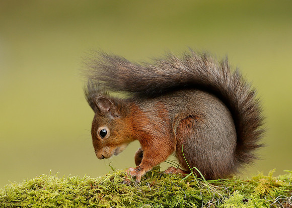 Red Squirrel Sciurus vulgaris