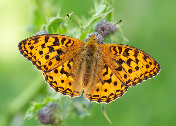 High Brown Fritillary Argynnis adippe