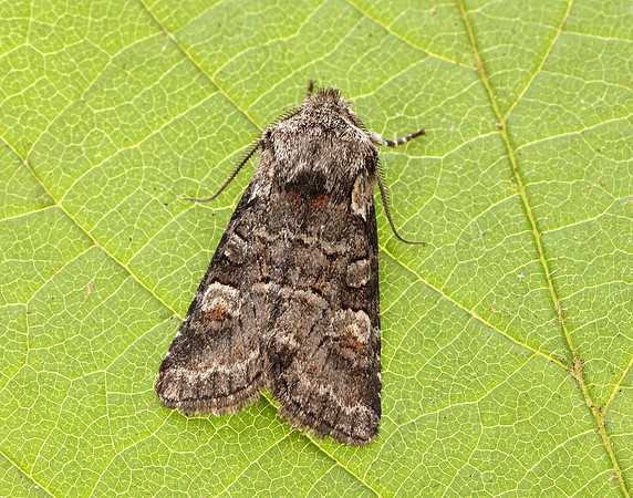 73.220 BF2225 Minor Shoulder-knot Brachylomia viminalis