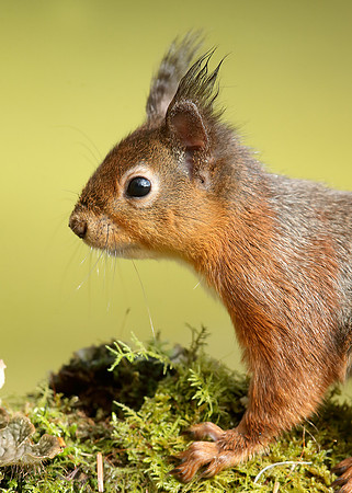 Red Squirrel Sciurus vulgaris