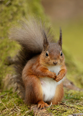 Red Squirrel Sciurus vulgaris