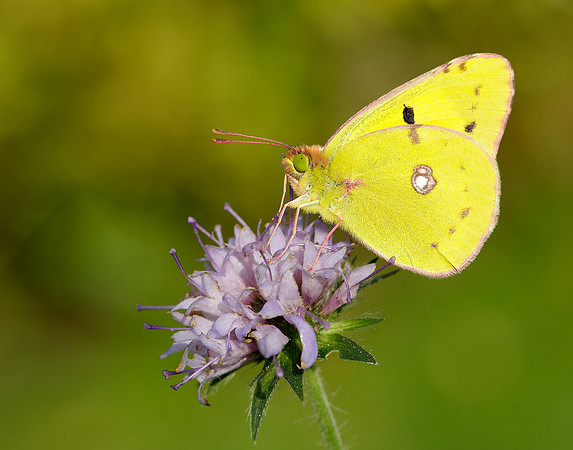 Clouded Yellow Colias croceus