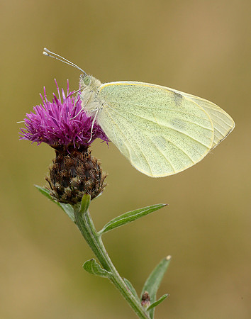 Large White Pieris brassicae