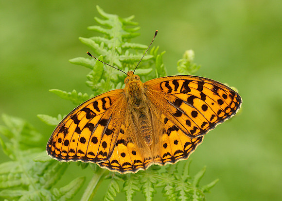 High Brown Fritillary Argynnis adippe