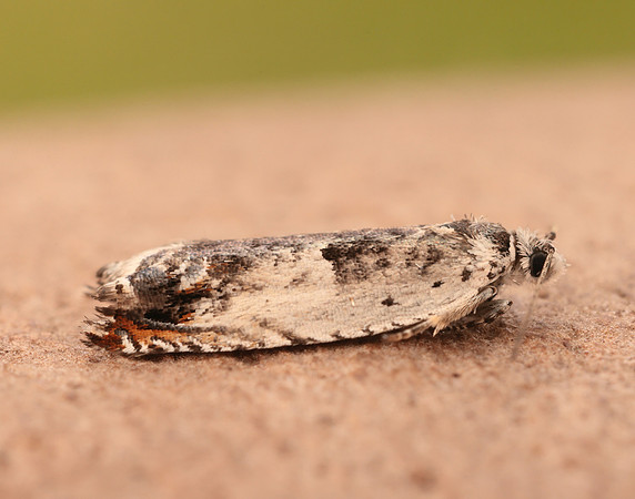 49.203 BF1123 Ancylis laetana