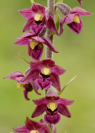 Dark Red Helleborine Epipactis atrorubens