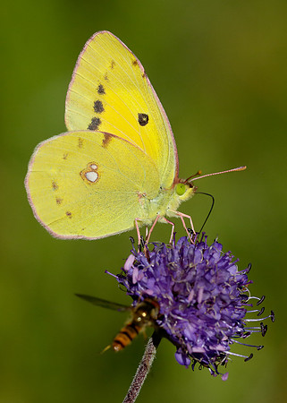 Clouded Yellow Colias croceus