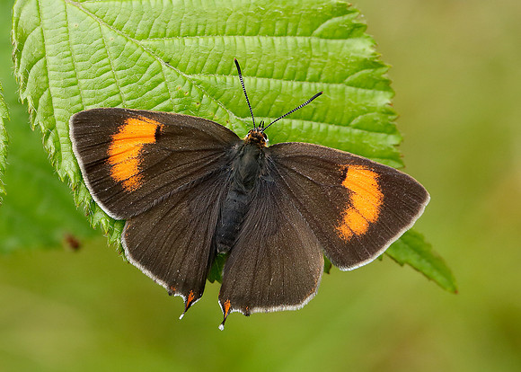 Brown Hairstreak Thecla betulae